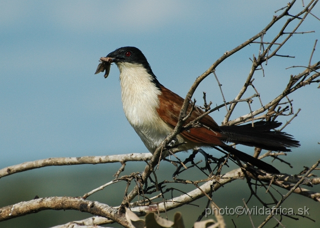 puku rsa 264.jpg - Burchell`s Coucal (Centropus burchelli)